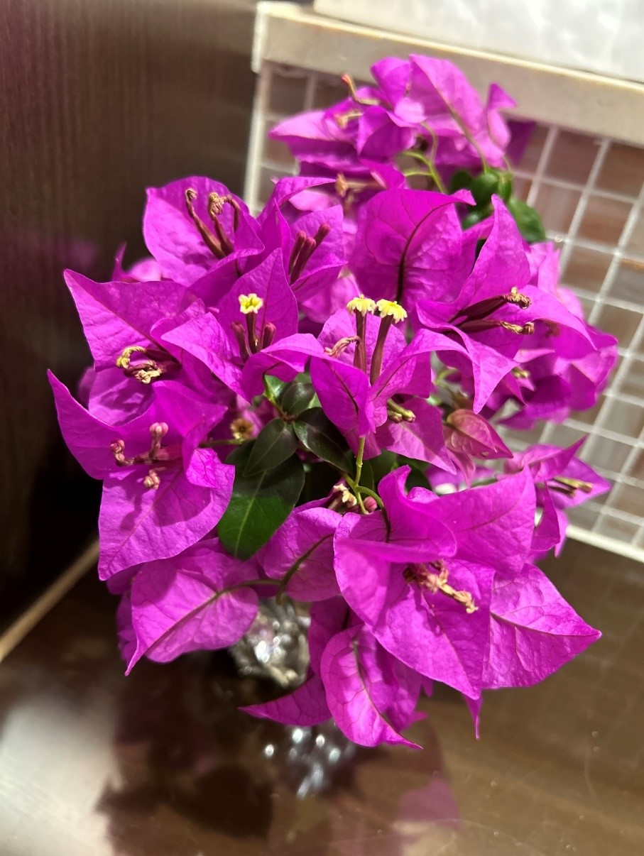 ブーゲンビリア 鉢植え 紫 ブーゲンビリア 花のある暮らしのインテリア